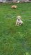 Golden Retriever Puppies for sale in Wisconsin Rapids, WI, USA. price: NA