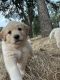 Golden Retriever Puppies for sale in Auburn, CA, USA. price: $700