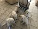 Golden Retriever Puppies for sale in Central Texas, TX, USA. price: NA