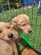Golden Retriever Puppies for sale in Boones Mill, VA 24065, USA. price: NA