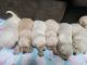 Golden Retriever Puppies for sale in Greeley, NE 68842, USA. price: NA