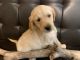 Golden Retriever Puppies for sale in Crescent City, FL 32112, USA. price: $595