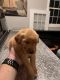 Golden Retriever Puppies for sale in Adairsville, GA 30103, USA. price: NA