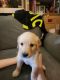 Golden Retriever Puppies for sale in Snell, VA 22553, USA. price: NA