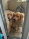 Golden Retriever Puppies for sale in Stanton, CA 90680, USA. price: $700