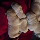 Golden Retriever Puppies for sale in Sebree, KY 42455, USA. price: NA