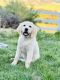 Golden Retriever Puppies for sale in Campo, CA 91906, USA. price: $900