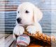 Golden Retriever Puppies for sale in Clifton, NJ, USA. price: $1,000