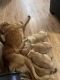 Golden Retriever Puppies for sale in Highlands, TX 77562, USA. price: $650