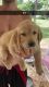 Golden Retriever Puppies for sale in Bowling Green, KY, USA. price: NA