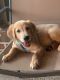 Golden Retriever Puppies for sale in Garland, TX, USA. price: NA