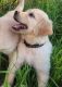 Golden Retriever Puppies for sale in Watkins, CO 80137, USA. price: NA