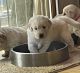 Golden Retriever Puppies for sale in Citrus Heights, CA, USA. price: $2,200