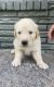 Golden Retriever Puppies for sale in Houston, TX, USA. price: $350