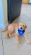 Golden Retriever Puppies for sale in 790 E 56th St, Hialeah, FL 33013, USA. price: NA