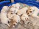 Golden Retriever Puppies for sale in Redmond, OR 97756, USA. price: NA