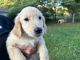 Golden Retriever Puppies for sale in Bowling Green, KY, USA. price: $700