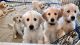 Golden Retriever Puppies for sale in Fontana, CA, USA. price: $1,000