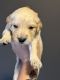 Golden Retriever Puppies for sale in Kingsport, TN, USA. price: $1,000