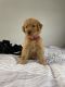 Golden Retriever Puppies for sale in 6529 N 67th Ave, Glendale, AZ 85301, USA. price: NA