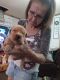 Golden Retriever Puppies for sale in Avon Park, FL 33825, USA. price: $500