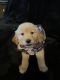 Golden Retriever Puppies for sale in Arab, AL 35016, USA. price: NA