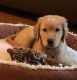 Golden Retriever Puppies for sale in 122 Chimneytop Dr, Antioch, TN 37013, USA. price: NA