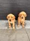 Golden Retriever Puppies for sale in Elizabeth, IN 47117, USA. price: $500