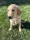 Golden Retriever Puppies for sale in Surprise, AZ, USA. price: NA