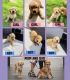 Golden Retriever Puppies for sale in Celina, TX 75009, USA. price: NA