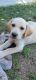 Golden Retriever Puppies for sale in Sedro-Woolley, WA 98284, USA. price: $300