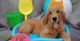 Golden Retriever Puppies for sale in Mt Gilead, NC 27306, USA. price: $800