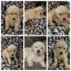 Golden Retriever Puppies for sale in Mt Airy, GA, USA. price: NA