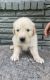 Golden Retriever Puppies for sale in Houston, TX, USA. price: $300