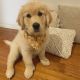 Golden Retriever Puppies for sale in Palm Beach, FL, USA. price: NA