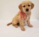 Golden Retriever Puppies for sale in Santa Clarita, CA, USA. price: $700