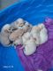 Golden Retriever Puppies for sale in Toledo, OH, USA. price: $750