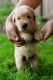 Golden Retriever Puppies for sale in Spanaway, WA, USA. price: NA