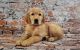 Golden Retriever Puppies for sale in Peoria, AZ, USA. price: $2,300