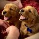Golden Retriever Puppies for sale in Portland, OR, USA. price: $3,500