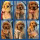 Golden Retriever Puppies for sale in New Era, MI 49446, USA. price: $2,100