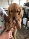 Golden Retriever Puppies for sale in Switz City, IN 47465, USA. price: NA