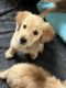 Golden Retriever Puppies for sale in Hanover, PA 17331, USA. price: $600