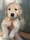 Golden Retriever Puppies for sale in Modesto, CA 95350, USA. price: NA