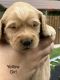 Golden Retriever Puppies for sale in Morehead, KY 40351, USA. price: $600