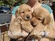 Golden Retriever Puppies for sale in Weimar, CA 95713, USA. price: NA
