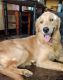 Golden Retriever Puppies for sale in Nagercoil, Tamil Nadu, India. price: 10000 INR
