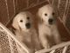 Golden Retriever Puppies for sale in Glade Hill, VA 24092, USA. price: NA