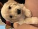Golden Retriever Puppies for sale in Secaucus, NJ, USA. price: NA