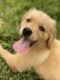 Golden Retriever Puppies for sale in State Rd, NC 28676, USA. price: NA